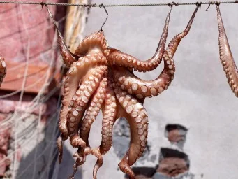 chobotnice