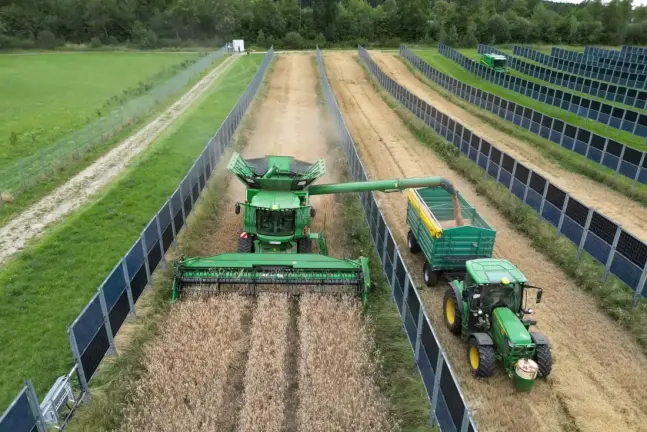 agrofotovoltaika kombajn obilí