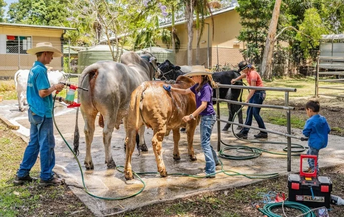 australští farmáři