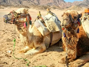 Egypt