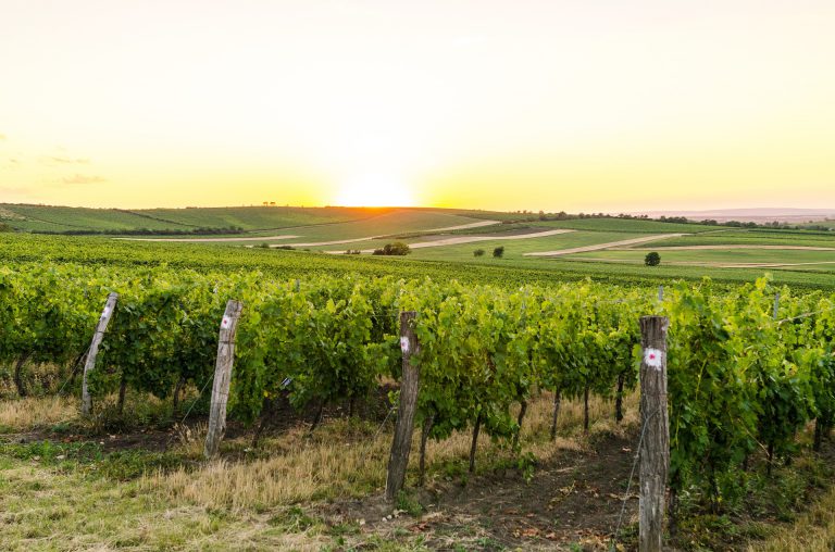 Víno z domácí produkce pokryje jen třetinu spotřeby. Na vinicích přibývá Pálava, naopak ubývají modré odrůdy