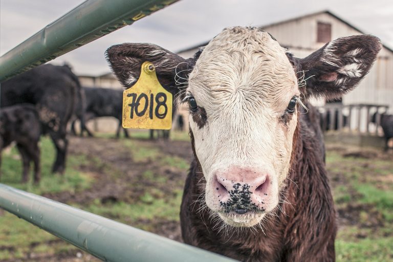 Nová pravidla dotací pro zemědělce z dílny EU. Agrofert může přijít o peníze