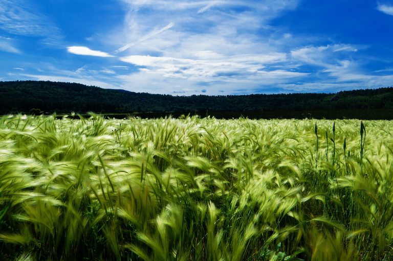 Podpora malých a středních podniků: zemědělci dostanou až 8 miliard navíc