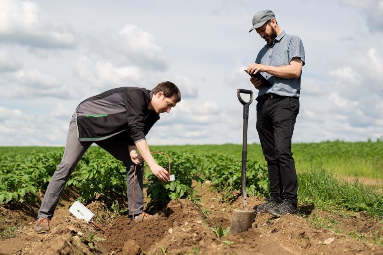 Brambor bude letos méně, ale stále dost. Jejich nákup bude ale sázkou do loterie